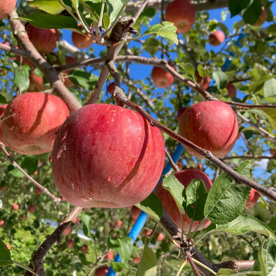 蔵マルシェおすすめ食材のふじりんご