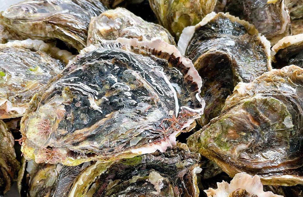 蔵マルシェおすすめ食材の島根県・隠岐島『岩がき』