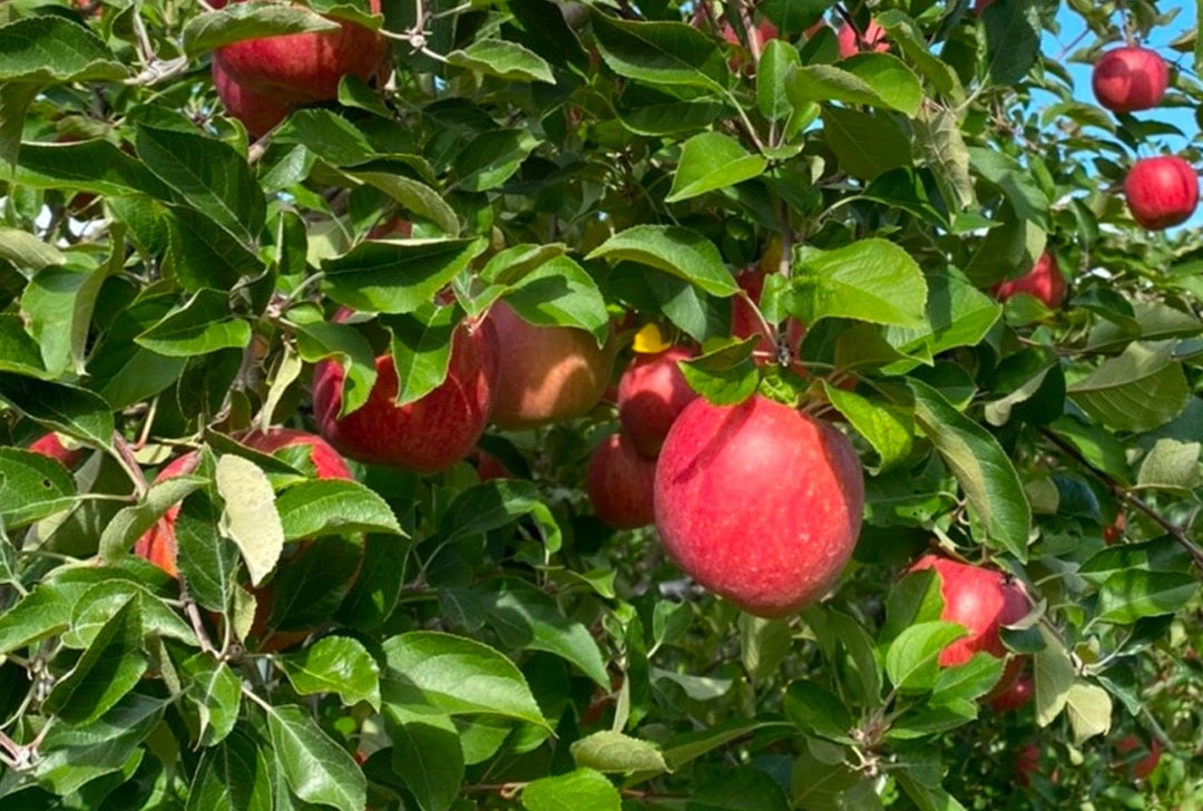 蔵マルシェおすすめ食材の葉とらずりんご