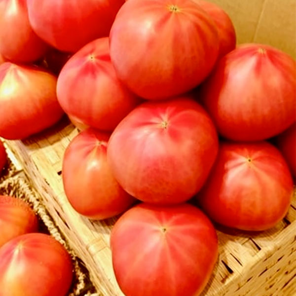 蔵マルシェおすすめ食材のデリシャストマト